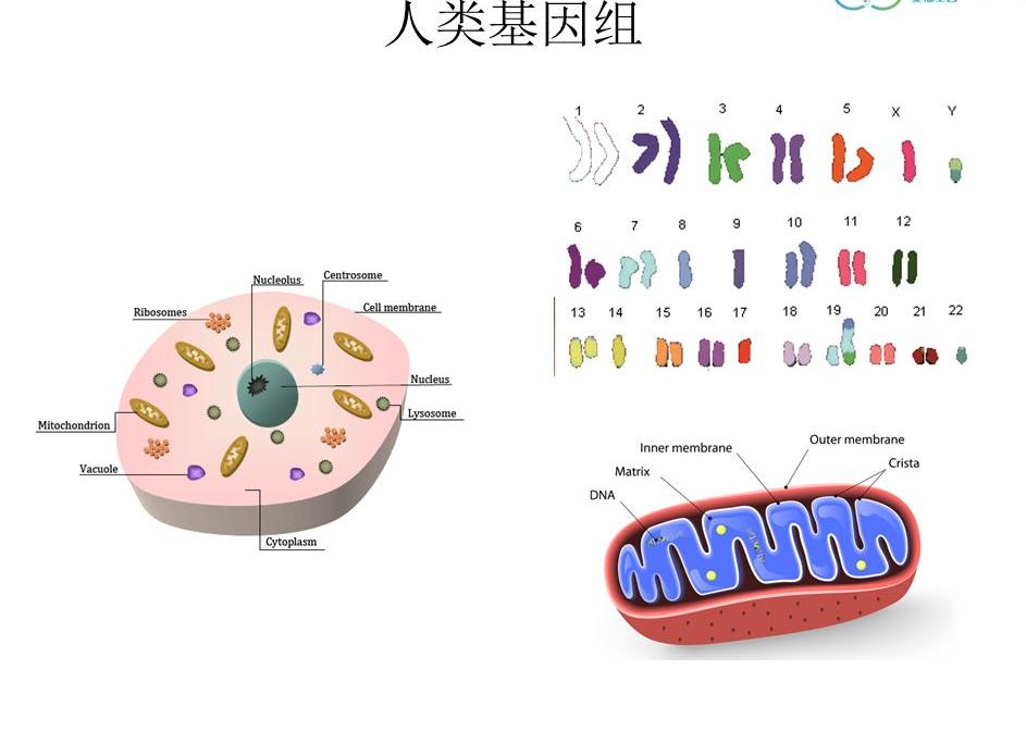 dna**
检测是检查什么的 dna检测要多少钱