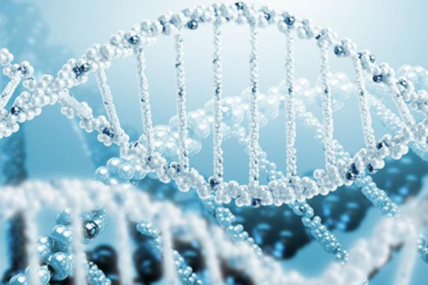 亲子DNA为什么取白细胞