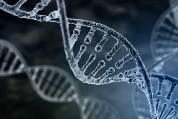 什么样的头发可以做DNA？